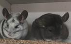 Prachtig chinchilla koppeltje, Maart, Chinchilla, Meerdere dieren, Tam