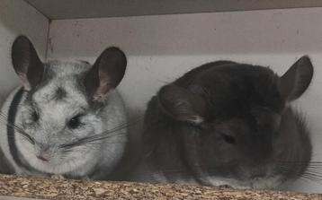 Prachtig chinchilla koppeltje beschikbaar voor biedingen