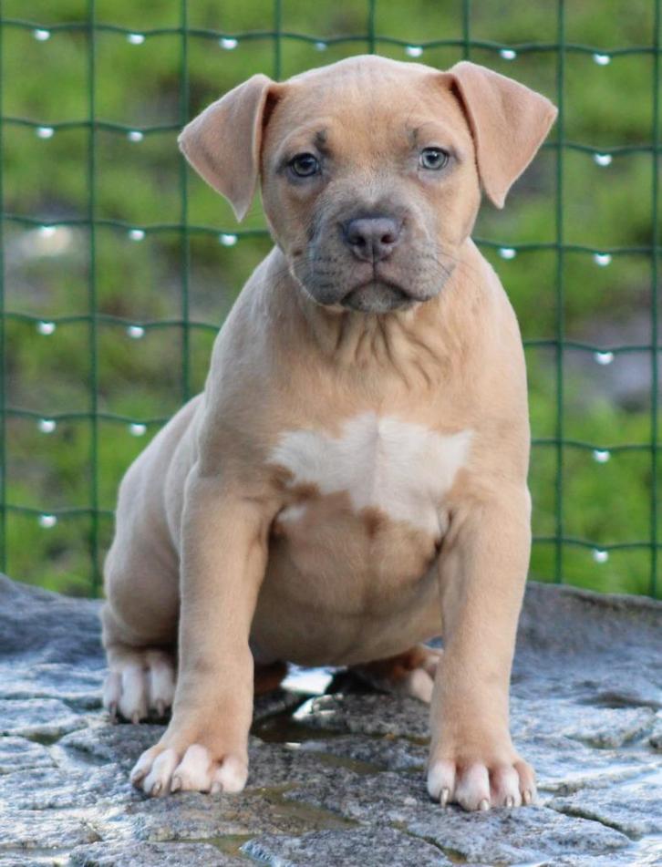 Amerikaanse Stafford pups, Dieren en Toebehoren, Honden | Jack Russells en Terriërs, Meerdere dieren, American Staffordshire Terriër