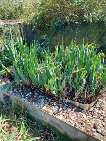 Gele iris, Tuin en Terras, Vijvers, Ophalen, Zo goed als nieuw