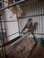 3 koppels kanaries, Dieren en Toebehoren, Vogels | Overige Vogels, Meerdere dieren, Tropenvogel