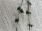 Stekjes string of hearts, Huis en Inrichting, Kamerplanten, Bloeiende kamerplant, Ophalen, Overige soorten, 100 tot 150 cm
