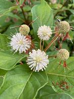 Cephalanthus occidentalis / kogelbloem, Ophalen