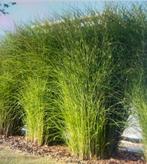Miscanthus sinensis planten, Tuin en Terras, Ophalen, Vaste plant, Siergrassen