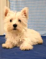Supermooie West Highland Terrier pup!, Dieren en Toebehoren, 15 weken tot 1 jaar, Buitenland, CDV (hondenziekte), Eén hond