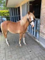 Belgische Rijpony (stamboek), Dieren en Toebehoren, Pony's, Onbeleerd, Springpony, Merrie, 0 tot 2 jaar