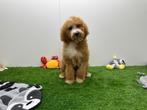 Koningspoedel pup, Poedel, België, 8 tot 15 weken, Eén hond