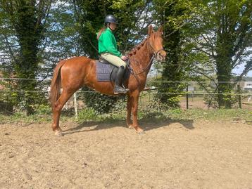 Knappe belgische Dpony merrie van 5 jaar en 1,47 beschikbaar voor biedingen