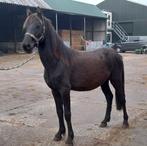 2 jarige hengst fries X bonte pony, Dieren en Toebehoren, Paarden, Hengst