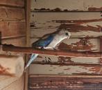 rosella blauw pastel pop 2024.