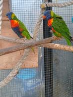 Kweekkoppel lori van de blauwe bergen 2022, Dieren en Toebehoren, Vogels | Parkieten en Papegaaien, Geringd