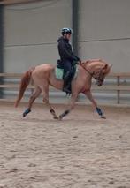 D-pony - all round sportpony 6 jr merrie dress&springen, Dieren en Toebehoren, Pony's, Springpony, 3 tot 6 jaar, L, D pony (1.37m tot 1.48m)