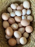 USA zijdehoen broedeieren, Dieren en Toebehoren, Pluimvee
