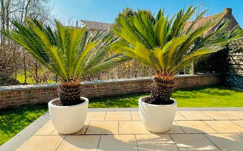 Cycas Revoluta - Groot en gezond - 2 stuks, Tuin en Terras, Planten | Tuinplanten, Vaste plant, Varens, Halfschaduw, Bloeit niet