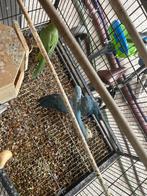 2 halsband parkieten, Dieren en Toebehoren, Vogels | Parkieten en Papegaaien, Parkiet, Tam