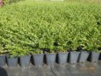Lonicera Maigrund couvre-sol persistant, Tuin en Terras, Ophalen, Bodembedekkers, Volle zon