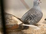 Diamant duifjes, Dieren en Toebehoren, Vogels | Duiven, Geslacht onbekend