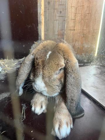 Franse hangoor ram beschikbaar voor biedingen