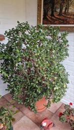 Crassula ovata plant, Enlèvement