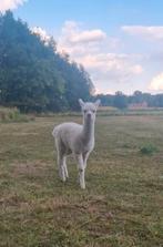 Witte alpaca met appaloosa bloed, Dieren en Toebehoren, Augustus, Mannelijk