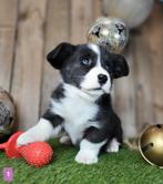 Welsh Corgi Cardigan pups / Corgi pup, Dieren en Toebehoren, België, Overige rassen, CDV (hondenziekte), 8 tot 15 weken
