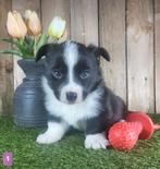 Welsh Corgi Cardigan pups, Dieren en Toebehoren, Parvo, België, Overige rassen, 8 tot 15 weken