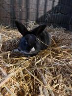 Konijn, Dieren en Toebehoren, Mannelijk, Klein, 0 tot 2 jaar