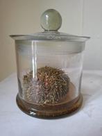 Taxidermie, préparation antique, oursin d'eau forte, laborat, Enlèvement ou Envoi, Comme neuf, Autres, Animal empaillé