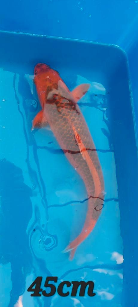 Ook bekend als Matsuba, Dieren en Toebehoren, Vissen | Vijvervissen