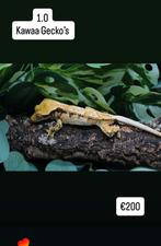 Wimpergekko man, Dieren en Toebehoren
