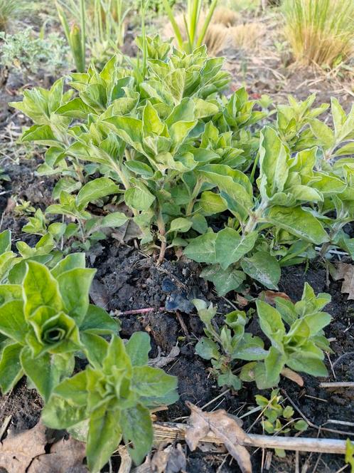 Puntwederik - Lysimachia punctata, Tuin en Terras, Planten | Tuinplanten, Vaste plant, Halfschaduw, Ophalen