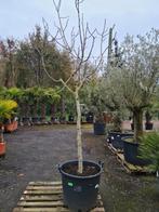 Vijgenboom - Ficus Carica PROMO, Tuin en Terras, Planten | Fruitbomen, Ophalen, Vijgenboom