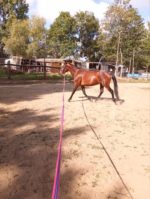 Zangersheide dekhengst te dekking, Dieren en Toebehoren, Paarden, Hengst, Z