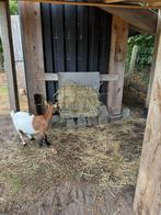 Gezocht weide te huur regio Hulshout/Heultje, Weidegang