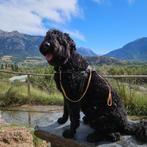 Chiots Bouvier, Animaux & Accessoires, Chiens | Bergers & Bouviers, Bouvier, 8 à 15 semaines, Plusieurs, Éleveur | Loisir