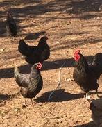 Toom jonge australorp kippen, Dieren en Toebehoren, Pluimvee