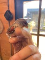 Kruisingen vruchtbaar koppeltje f2 bc1, Plusieurs animaux, Oiseau chanteur sauvage, Bagué