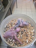 Zwartkop Roestkop Groendij caiques, Dieren en Toebehoren, Vogels | Parkieten en Papegaaien