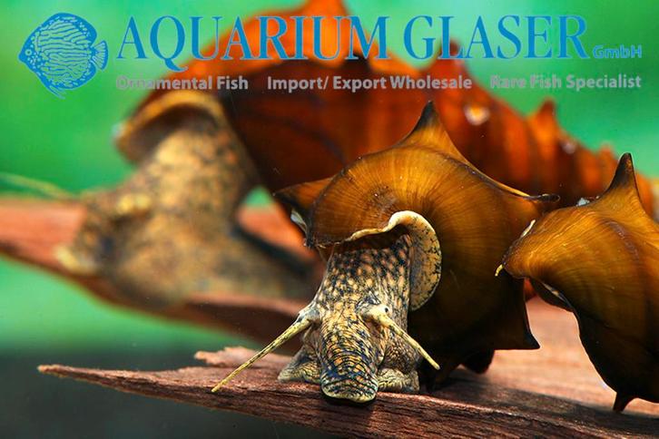 Asian Dragon Pagode Slak (Levendbarend), Dieren en Toebehoren, Vissen | Aquariumvissen, Zoetwatervis, Slak of Weekdier, Schoolvis