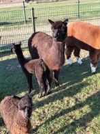 Alpaca merrie met hengstje aan de voet, April, Meerdere dieren
