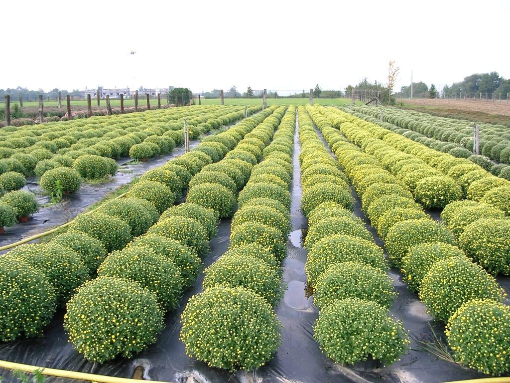 Gratuit: bâches chrysanthèmes ou pépinières, Articles professionnels, Enlèvement