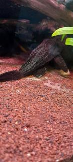 Pleco zeilvin, Dieren en Toebehoren, Vissen | Aquariumvissen