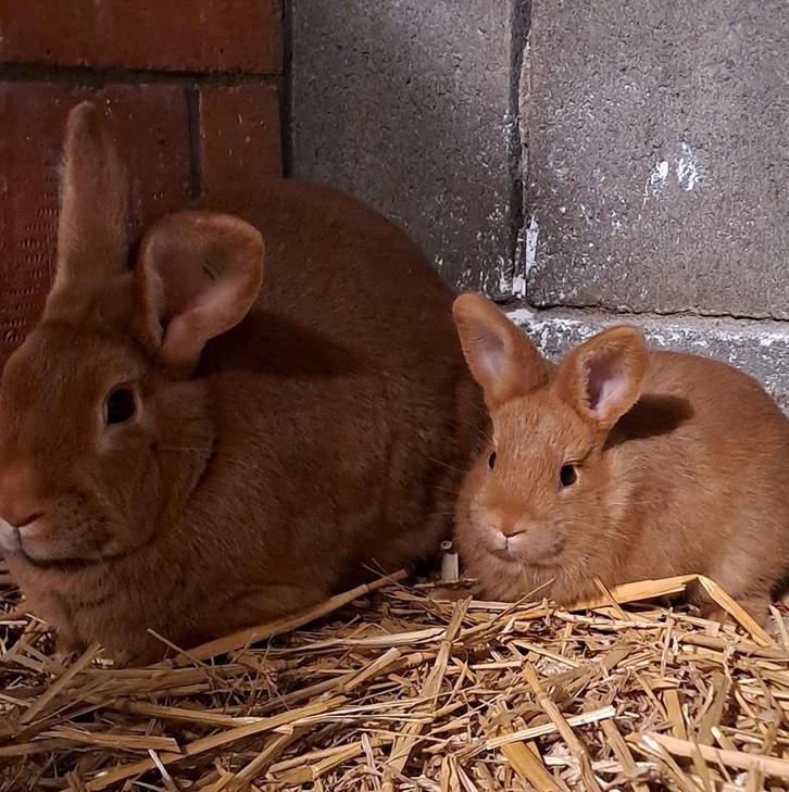 Vaal de bourgondië moeder en dochter, Animaux & Accessoires, Lapins