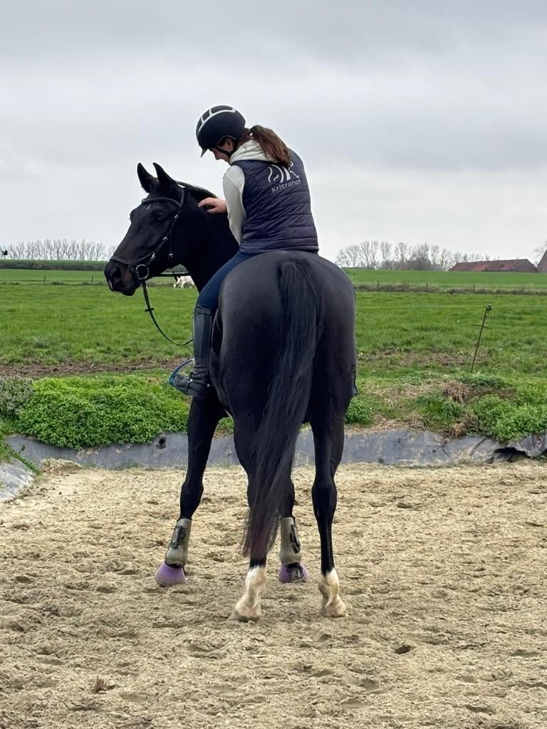 Mooie 4j dressuurmerrie, Cheval de dressage, Débourré, 165 à 170 cm, Avec pedigree