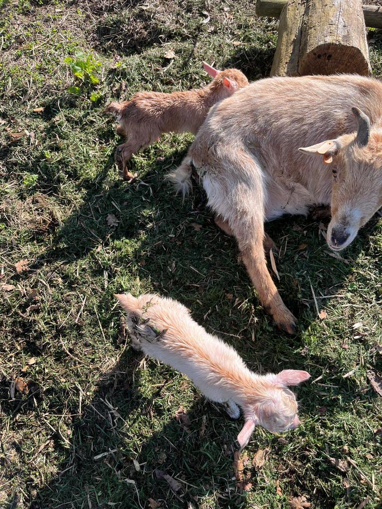 Dwerggeitjes, Mannelijk, Geit, 0 tot 2 jaar