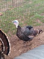 Amerikaanse bronskalkoen zuiver ras, Dieren en Toebehoren, Pluimvee