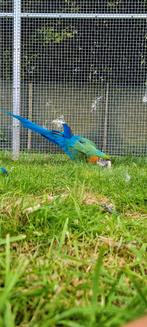 Ara vrouw, Animaux & Accessoires, Oiseaux | Perruches & Perroquets, Femelle, Perroquet, Domestique