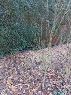 Hibiscus plant met witte bloemen, Enlèvement