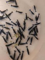 Hobbyaquarium  Blue dream Sapphire high grade garnalen, Kreeft, Krab of Garnaal, Zoetwatervis, Schoolvis