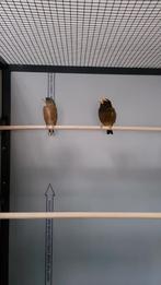 Man avondkernbijter. (Hesperiphona vespertina), Mannelijk, Tropenvogel, Geringd